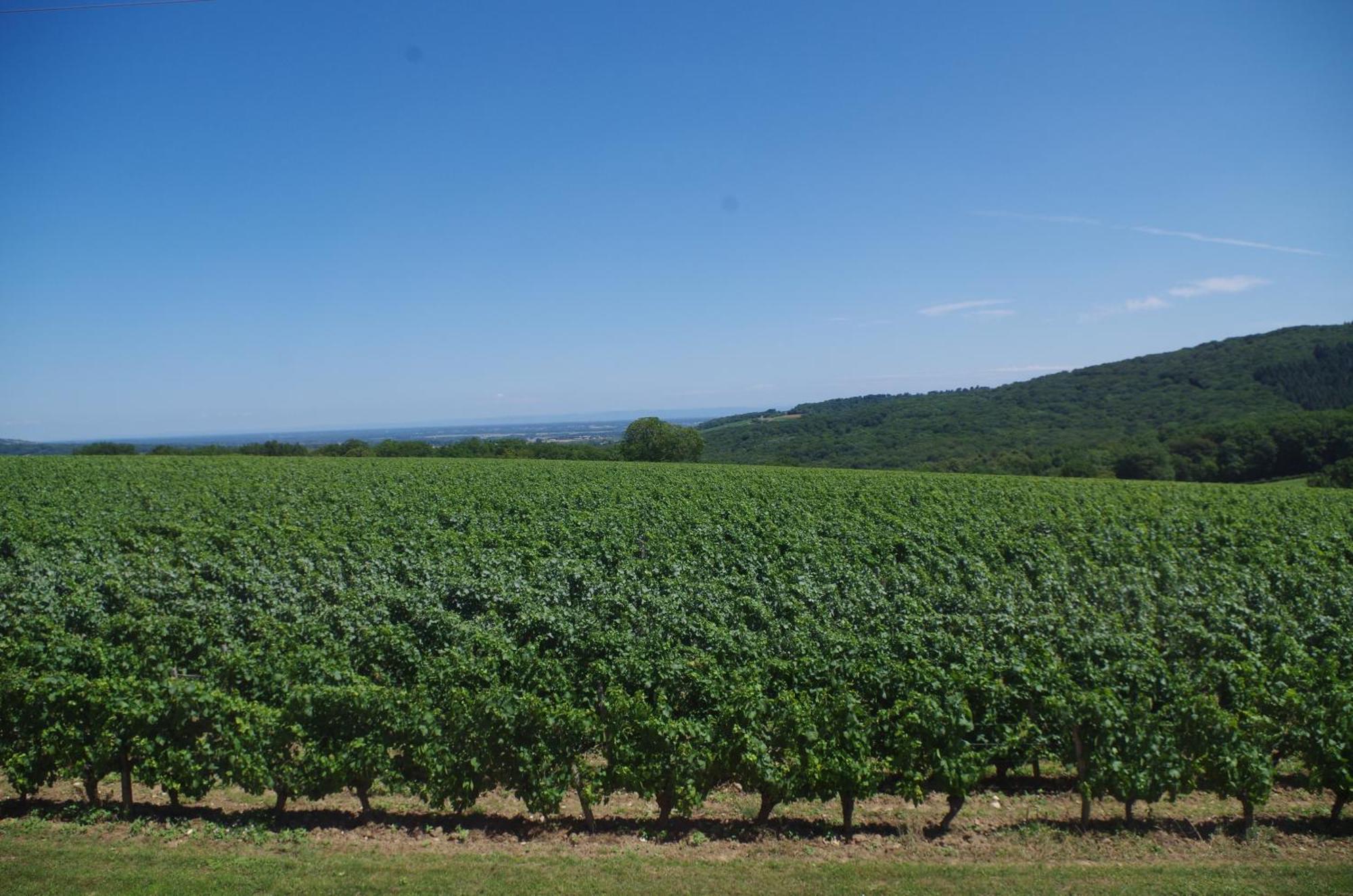 Domaine Joseph Lafarge Wine Resort Winemaker House La Maison Du Negociant Lugny 외부 사진